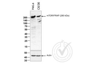 Western Blotting validation image for anti-Mechanistic Target of Rapamycin (serine/threonine Kinase) (mTOR) (AA 2436-2492) antibody (ABIN676403)