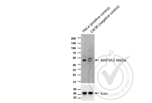 Western Blotting validation image for anti-Mitogen-Activated Protein Kinase Kinase 2 (MAP2K2) (AA 1-50) antibody (ABIN726500) (MEK2 antibody  (AA 1-50))
