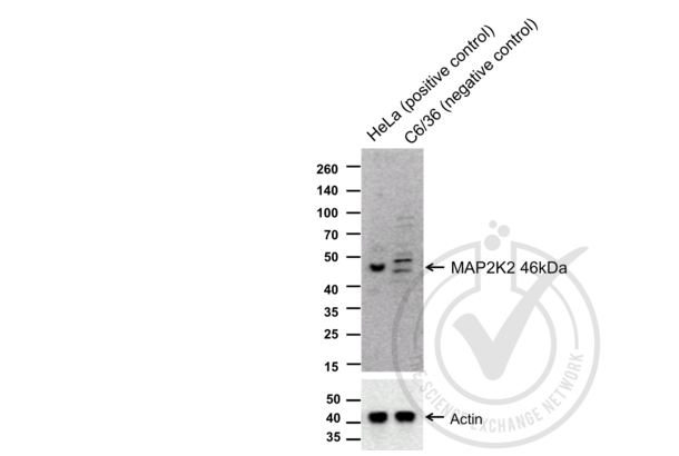 MEK2 anticorps  (AA 1-50)