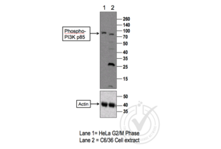 Western Blotting validation image for anti-Phosphoinositide 3 Kinase, p85 alpha/gamma (PI3K p85a/g) (pTyr199), (pTyr467) antibody (ABIN744743) (PI3K p85 alpha/gamma antibody  (pTyr199, pTyr467))