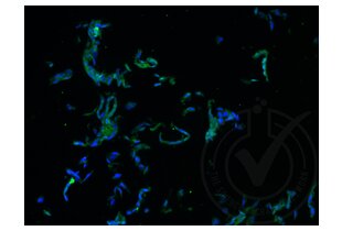Immunofluorescence validation image for anti-Runt-Related Transcription Factor 3 (RUNX3) (AA 31-130) antibody (ABIN1714069) (RUNX3 antibody  (AA 31-130))