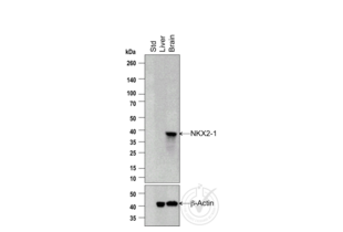 Western Blotting validation image for anti-Transcription Termination Factor, RNA Polymerase I (TTF1) (AA 201-300) antibody (ABIN728713) (TTF1 antibody  (AA 201-300))