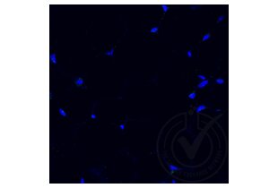 Immunofluorescence validation image for anti-Tumor Necrosis Factor alpha (TNF alpha) (AA 181-235) antibody (ABIN677318) (TNF alpha antibody  (AA 181-235))
