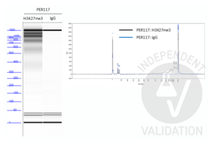 Cleavage Under Targets and Tagmentation validation image for Guinea Pig anti-Rabbit IgG (Heavy & Light Chain) antibody - Preadsorbed (ABIN101961) (Guinea Pig anti-Rabbit IgG (Heavy & Light Chain) Antibody - Preadsorbed)