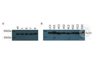 Western Blotting validation image for anti-Actin antibody (ABIN3181106) (Actin antibody)