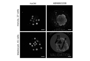 Immunofluorescence validation image for anti-Aquaporin 3 (Gill Blood Group) (AQP3) (C-Term) antibody (ABIN863208) (AQP3 antibody  (C-Term))