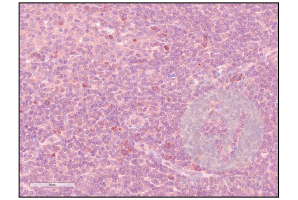 CD84 Antikörper  (Internal Region)