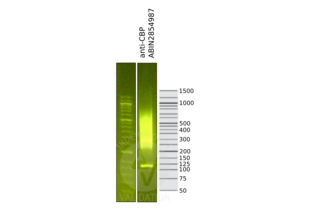 Cleavage Under Targets and Release Using Nuclease validation image for anti-CREB Binding Protein (CREBBP) (C-Term) antibody (ABIN2854987) (CBP antibody  (C-Term))