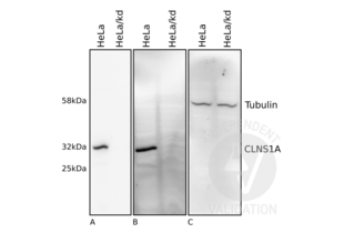Western Blotting validation image for anti-Chloride Channel, Nucleotide-Sensitive, 1A (CLNS1A) antibody (ABIN933127) (CLNS1A antibody)