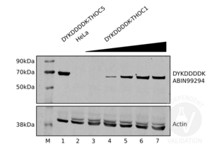 Western Blotting validation image for anti-DYKDDDDK Tag antibody (ABIN99294) (DYKDDDDK Tag antibody)