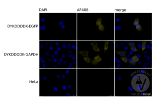 Immunofluorescence validation image for anti-DYKDDDDK Tag antibody (ABIN99294) (DYKDDDDK Tag antibody)