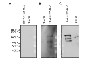 Western Blotting validation image for anti-DYKDDDDK Tag antibody (ABIN3181074) (DYKDDDDK Tag antibody)