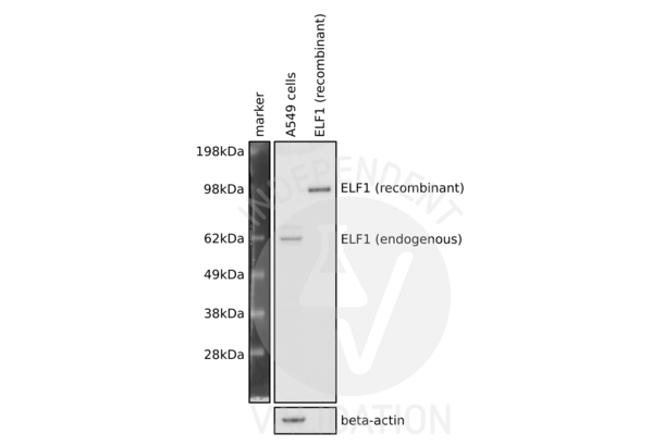 ELF1 anticorps  (C-Term)