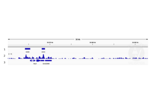 Cleavage Under Targets and Release Using Nuclease validation image for anti-Ets Variant 4 (ETV4) (AA 1-207) antibody (ABIN6131217) (ETV4 antibody  (AA 1-207))