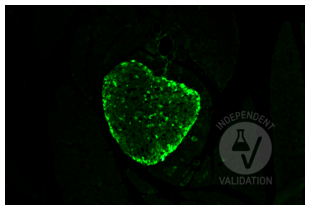Immunohistochemistry validation image for anti-Glucagon (GCG) antibody (ABIN7448121) (Glucagon antibody)