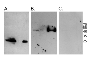 Western Blotting validation image for anti-HA-Tag antibody (ABIN2443910) (HA-Tag antibody)