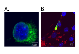 Immunocytochemistry validation image for anti-HA-Tag antibody (ABIN2443910) (HA-Tag antibody)