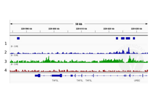 Cleavage Under Targets and Release Using Nuclease validation image for anti-Histone 3 (H3) (H3K4me) antibody (ABIN3023251) (Histone 3 antibody  (H3K4me))