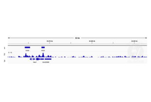 Cleavage Under Targets and Release Using Nuclease validation image for anti-Histone Deacetylase 1 (HDAC1) antibody (ABIN2854776) (HDAC1 antibody)