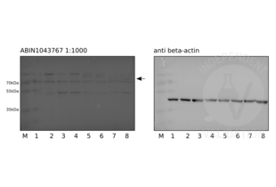 Western Blotting validation image for anti-Jagged 1 (JAG1) (Internal Region) antibody (ABIN1043767) (JAG1 antibody  (Internal Region))