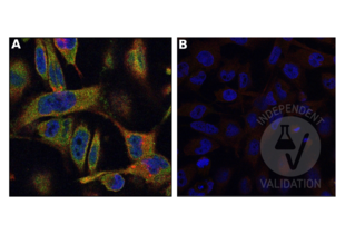 Immunofluorescence validation image for anti-Myosin IF (MYO1F) (AA 491-767) antibody (ABIN6997802) (MYO1F antibody  (AA 491-767))