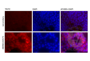 Immunofluorescence validation image for anti-Nuclear Factor of kappa Light Polypeptide Gene Enhancer in B-Cells 1 (NFKB1) (AA 740-964) antibody (ABIN6144571) (NFKB1 antibody  (AA 740-964))