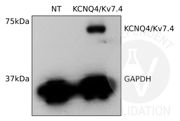 KCNQ4 Antikörper  (C-Term)
