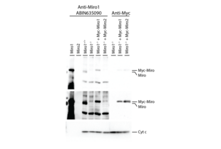 Western Blotting validation image for anti-Ras Homolog Gene Family, Member T1 (RHOT1) (N-Term) antibody (ABIN635090) (RHOT1 antibody  (N-Term))