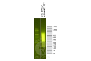 Cleavage Under Targets and Release Using Nuclease validation image for anti-SMAD Family Member 4 (SMAD4) (N-Term) antibody (ABIN6972727) (SMAD4 antibody  (N-Term))