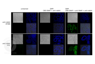 Immunofluorescence validation image for anti-SNAP Tag antibody (ABIN1573927) (SNAP Tag antibody)