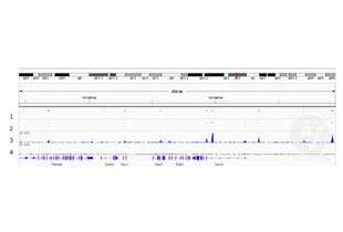 Cleavage Under Targets and Release Using Nuclease validation image for anti-SRY (Sex Determining Region Y)-Box 2 (SOX2) antibody (ABIN2855074) (SOX2 antibody)