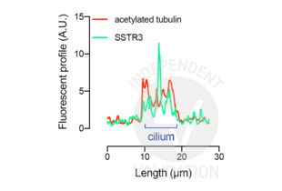 Immunofluorescence validation image for anti-Somatostatin Receptor 3 (SSTR3) antibody (ABIN7242714) (SSTR3 antibody)