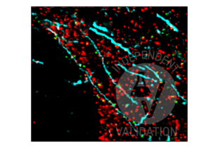 Multiplex Immunohistochemistry validation image for anti-Synapsin I (SYN1) (AA 362-511) antibody (ABIN5542390) (SYN1 antibody  (AA 362-511))