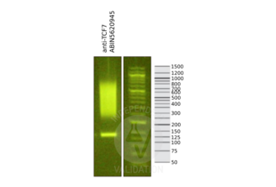 Cleavage Under Targets and Release Using Nuclease validation image for anti-Transcription Factor 7 (T-Cell Specific, HMG-Box) (TCF7) (N-Term) antibody (ABIN5620945) (TCF7 antibody  (N-Term))