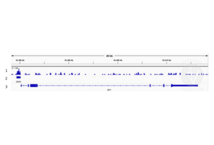 Cleavage Under Targets and Release Using Nuclease validation image for anti-Transcription Factor 7-Like 1 (T-Cell Specific, HMG-Box) (TCF7L1) (N-Term) antibody (ABIN6972849) (TCF7L1 antibody  (N-Term))