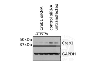 Western Blotting validation image for anti-cAMP Responsive Element Binding Protein 1 (CREB1) antibody (ABIN969061) (CREB1 antibody)