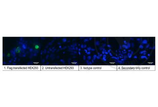 Immunofluorescence validation image for anti-DYKDDDDK Tag antibody (ABIN1112984) (DYKDDDDK Tag antibody)