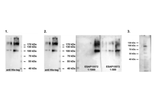 Western Blotting validation image for anti-Outer Dense Fiber of Sperm Tails 2 (ODF2) antibody (ABIN2430582) (ODF2 antibody)