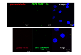 Immunocytochemistry validation image for anti-Outer Dense Fiber of Sperm Tails 2 (ODF2) antibody (ABIN2430582) (ODF2 antibody)