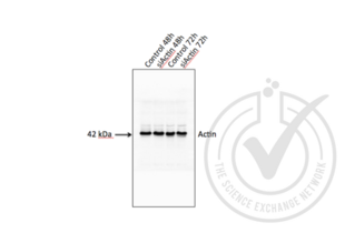 Western Blotting validation image for anti-Actin, beta (ACTB) (AA 2-16) antibody (ABIN1742508) (beta Actin antibody  (AA 2-16))
