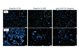 Immunofluorescence validation image for anti-Nestin (NES) antibody (FITC) (ABIN1774766) (Nestin antibody  (FITC))
