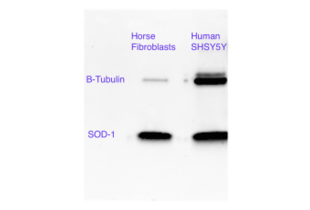 Western Blotting validation image for anti-Superoxide Dismutase 1, Soluble (SOD1) (AA 2-154) antibody (ABIN3058918) (SOD1 antibody  (AA 2-154))