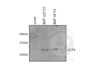 Western Blotting validation image for anti-Uncoupling Protein 1 (Mitochondrial, Proton Carrier) (UCP1) (AA 179-296) antibody (ABIN3056733) (UCP1 antibody  (AA 179-296))