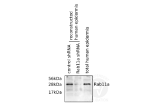 Western Blotting validation image for anti-RAB11A, Member RAS Oncogene Family (RAB11A) (C-Term) antibody (ABIN2346690) (RAB11A antibody  (C-Term))