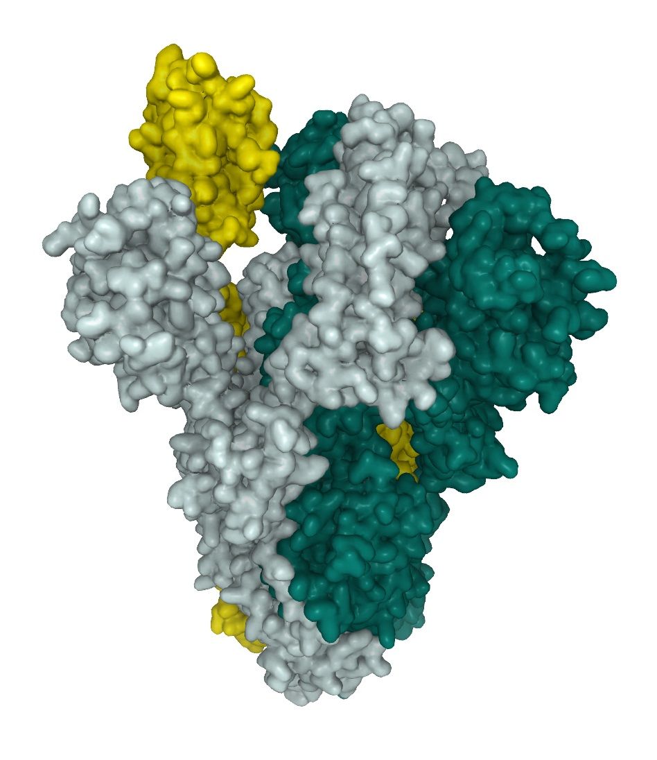 SARS-CoV-2 spike protein trimer with a single RBD in the up position SARS-CoV-2 spike protein trimer with a single RBD in the up position