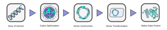 Fig.1: Protein Expression and Purification