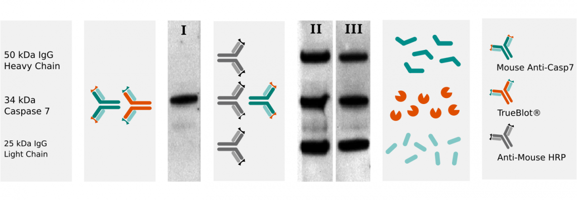 western-mouse-trueblot-without-interfering-immunoprecipitating-immunoglobulin-heavy-and-light-chains western-mouse-trueblot-without-interfering-immunoprecipitating-immunoglobulin-heavy-and-light-chains