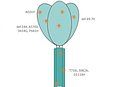 SARS-CoV-2 Spike Trimer Protein (rho-1D4 tag) ABIN6952670