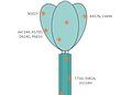 SARS-CoV-2 Spike S Protein b.1.351 mutation ABIN6963739