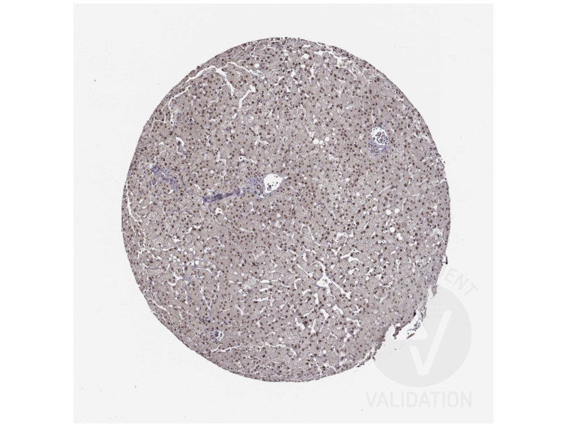 Peroxisome Proliferator-Activated Receptor alpha (PPARA) (AA 393-412), (C-Term) antibody Peroxisome Proliferator-Activated Receptor alpha (PPARA) (AA 393-412), (C-Term) antibody